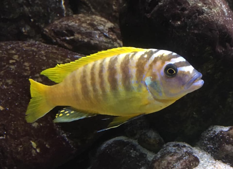 Maylandia sp. 'zebra gold' Nkhata Bay